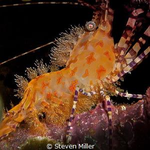 Saron shrimp detail, tangerine lace. by Steven Miller 